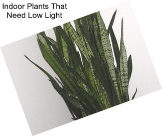 Indoor Plants That Need Low Light