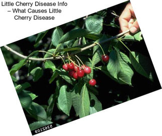 Little Cherry Disease Info – What Causes Little Cherry Disease