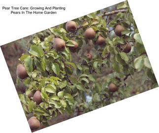 Pear Tree Care: Growing And Planting Pears In The Home Garden