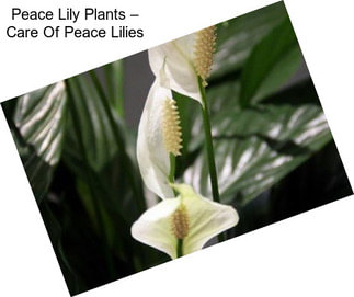 Peace Lily Plants – Care Of Peace Lilies