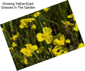 Growing Yellow-Eyed Grasses In The Garden