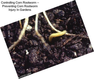 Controlling Corn Rootworm – Preventing Corn Rootworm Injury In Gardens