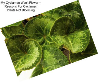 My Cyclamen Won\'t Flower – Reasons For Cyclamen Plants Not Blooming