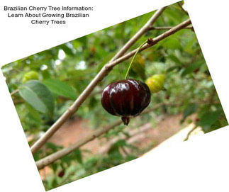 Brazilian Cherry Tree Information: Learn About Growing Brazilian Cherry Trees