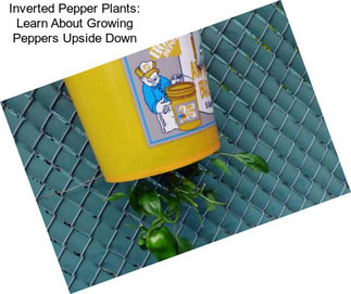 Inverted Pepper Plants: Learn About Growing Peppers Upside Down