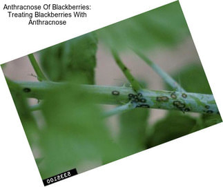 Anthracnose Of Blackberries: Treating Blackberries With Anthracnose