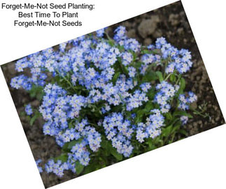 Forget-Me-Not Seed Planting: Best Time To Plant Forget-Me-Not Seeds