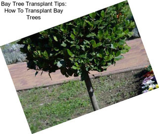 Bay Tree Transplant Tips: How To Transplant Bay Trees