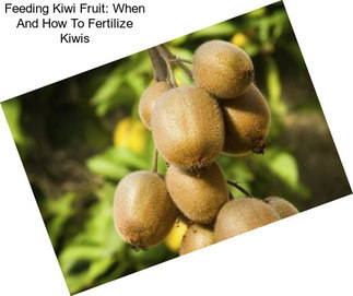 Feeding Kiwi Fruit: When And How To Fertilize Kiwis
