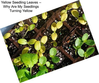 Yellow Seedling Leaves – Why Are My Seedlings Turning Yellow