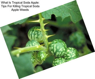 What Is Tropical Soda Apple: Tips For Killing Tropical Soda Apple Weeds