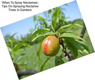 When To Spray Nectarines: Tips On Spraying Nectarine Trees In Gardens