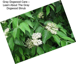 Gray Dogwood Care – Learn About The Gray Dogwood Shrub