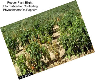 Pepper Plant Blight: Information For Controlling Phytophthora On Peppers