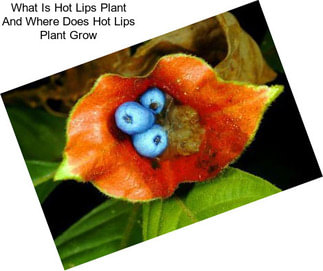 What Is Hot Lips Plant And Where Does Hot Lips Plant Grow