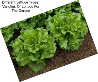 Different Lettuce Types: Varieties Of Lettuce For The Garden