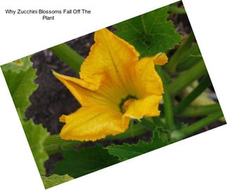 Why Zucchini Blossoms Fall Off The Plant