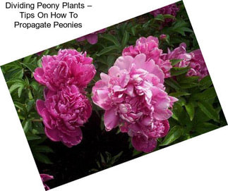 Dividing Peony Plants – Tips On How To Propagate Peonies