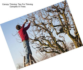 Canopy Thinning: Tips For Thinning Canopies In Trees