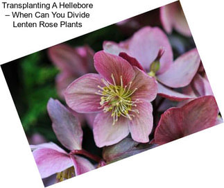 Transplanting A Hellebore – When Can You Divide Lenten Rose Plants