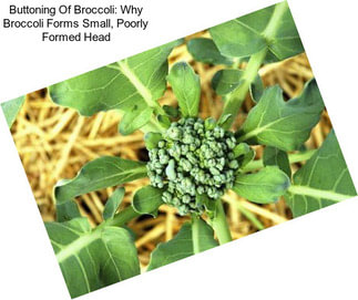 Buttoning Of Broccoli: Why Broccoli Forms Small, Poorly Formed Head