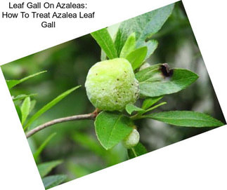 Leaf Gall On Azaleas: How To Treat Azalea Leaf Gall