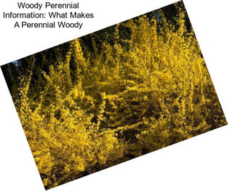 Woody Perennial Information: What Makes A Perennial Woody