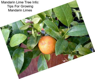 Mandarin Lime Tree Info: Tips For Growing Mandarin Limes