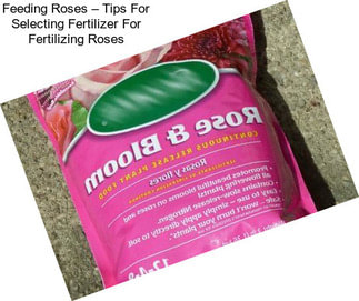 Feeding Roses – Tips For Selecting Fertilizer For Fertilizing Roses