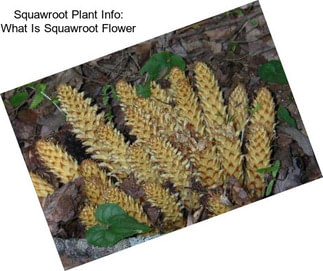 Squawroot Plant Info: What Is Squawroot Flower