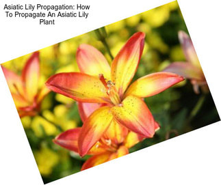 Asiatic Lily Propagation: How To Propagate An Asiatic Lily Plant