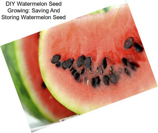 DIY Watermelon Seed Growing: Saving And Storing Watermelon Seed