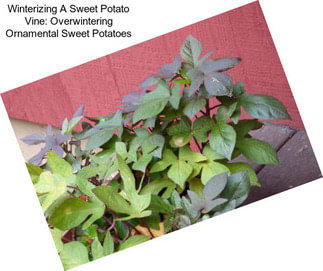 Winterizing A Sweet Potato Vine: Overwintering Ornamental Sweet Potatoes