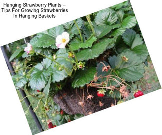 Hanging Strawberry Plants – Tips For Growing Strawberries In Hanging Baskets