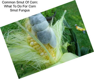 Common Smut Of Corn: What To Do For Corn Smut Fungus