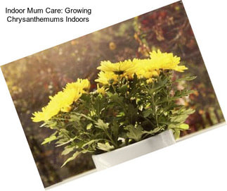 Indoor Mum Care: Growing Chrysanthemums Indoors