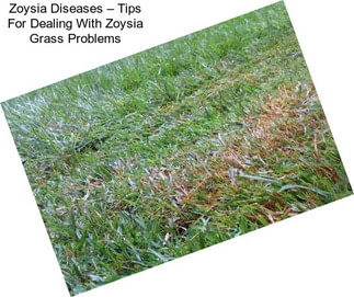 Zoysia Diseases – Tips For Dealing With Zoysia Grass Problems