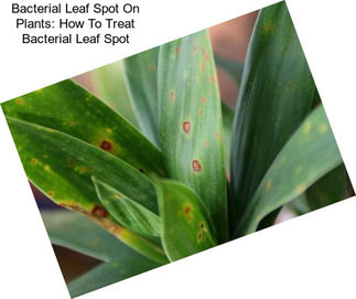 Bacterial Leaf Spot On Plants: How To Treat Bacterial Leaf Spot