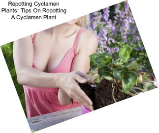 Repotting Cyclamen Plants: Tips On Repotting A Cyclamen Plant