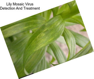 Lily Mosaic Virus Detection And Treatment