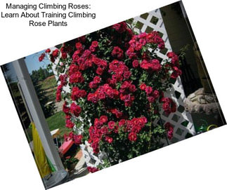 Managing Climbing Roses: Learn About Training Climbing Rose Plants