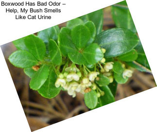 Boxwood Has Bad Odor – Help, My Bush Smells Like Cat Urine