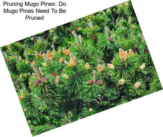 Pruning Mugo Pines: Do Mugo Pines Need To Be Pruned