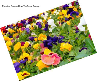 Pansies Care – How To Grow Pansy