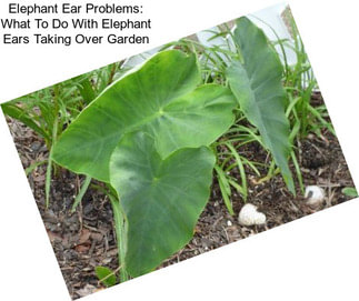Elephant Ear Problems: What To Do With Elephant Ears Taking Over Garden