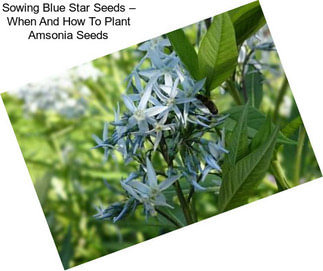 Sowing Blue Star Seeds – When And How To Plant Amsonia Seeds