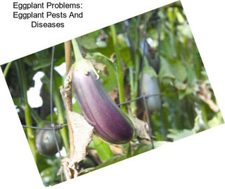 Eggplant Problems: Eggplant Pests And Diseases