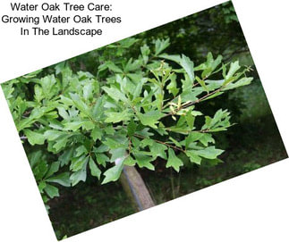 Water Oak Tree Care: Growing Water Oak Trees In The Landscape