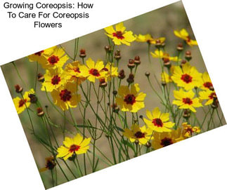 Growing Coreopsis: How To Care For Coreopsis Flowers