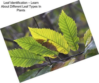 Leaf Identification – Learn About Different Leaf Types In Plants